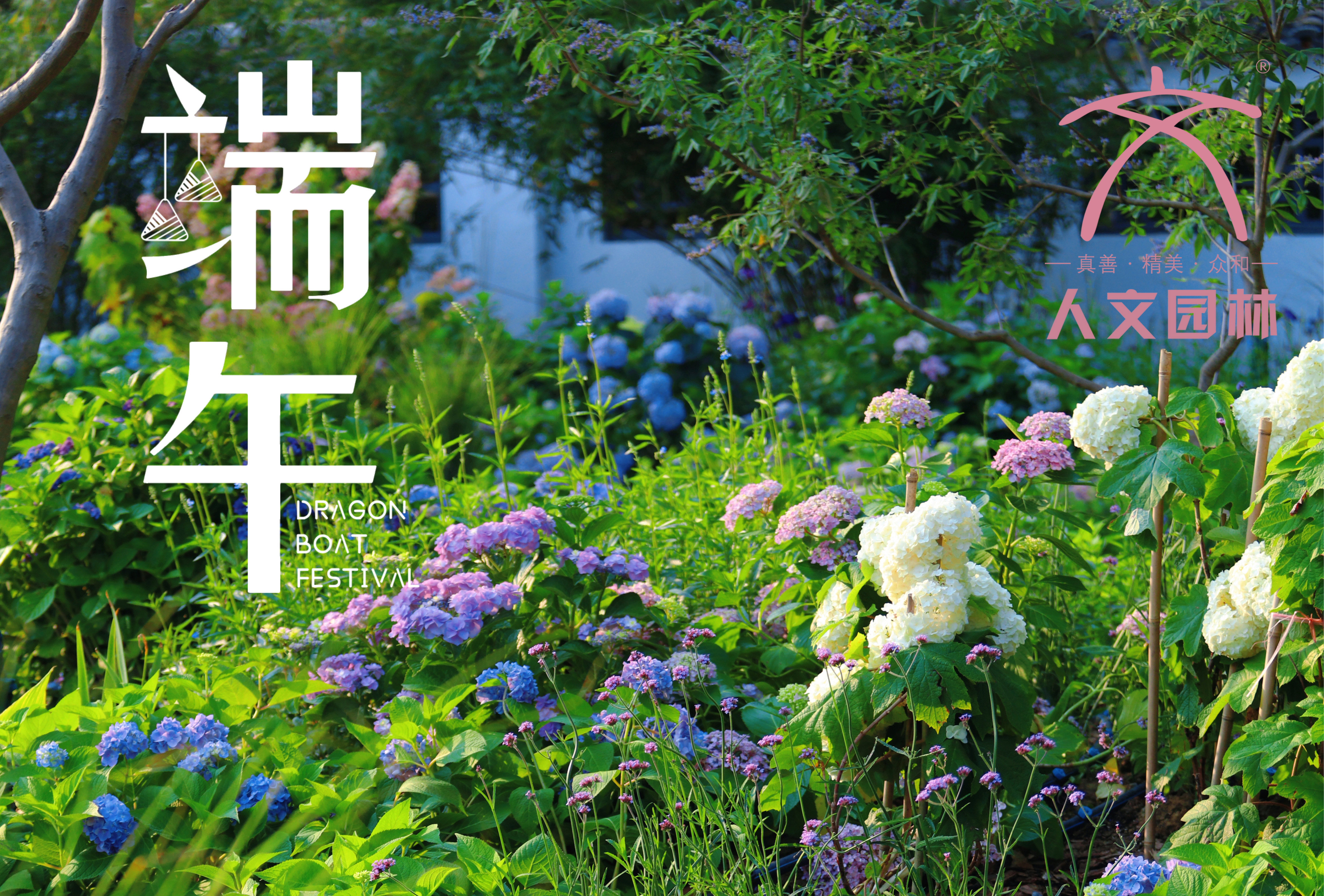 端午安康|與“花”相約，共賞佳節(jié)芬芳