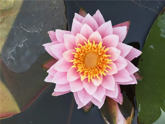 15514283831139485212.jpg QQ圖片20190301161152.jpg